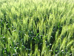 Пшеница.jpg